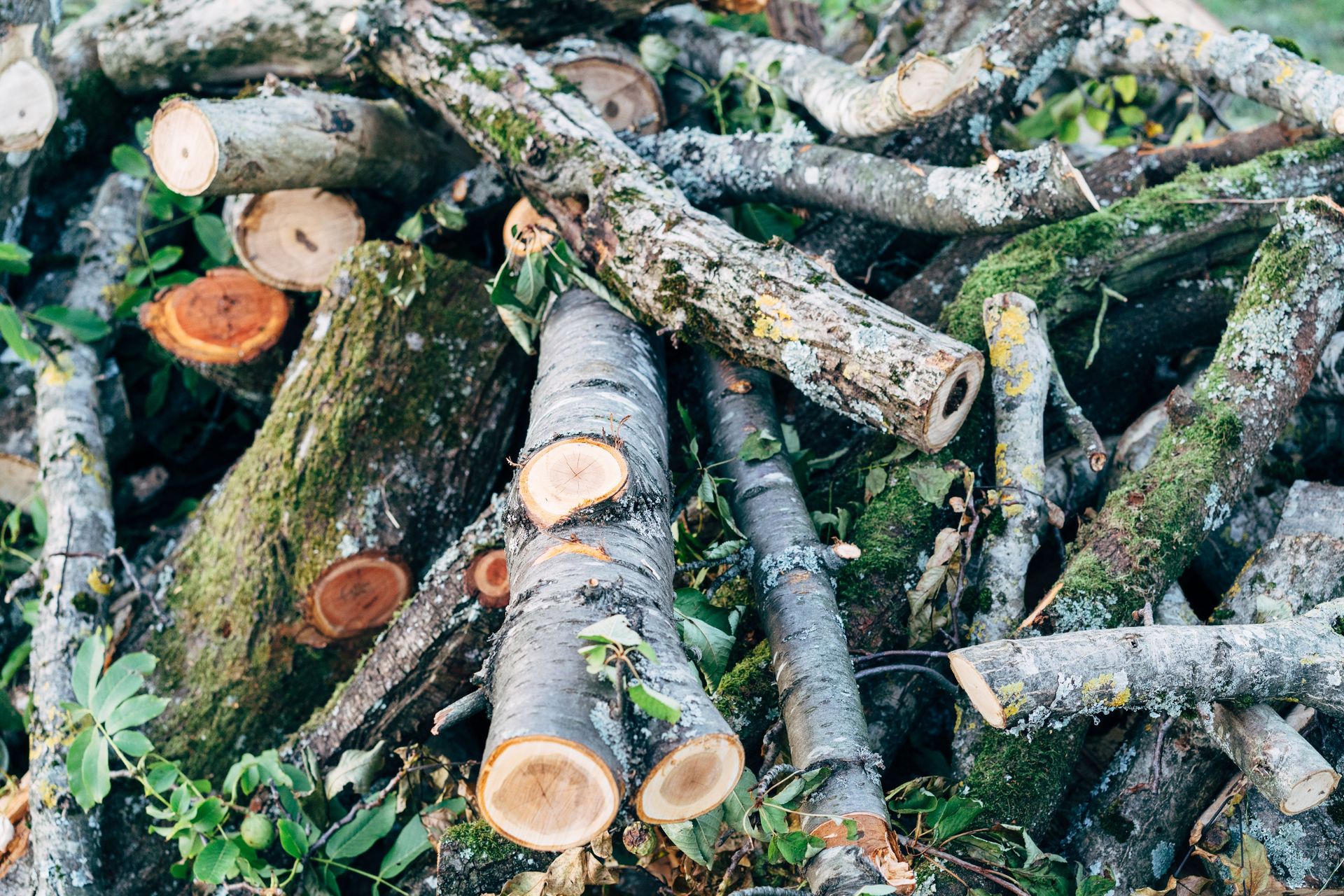 Pile of cut logs and branches in a forest, surrounded by leaves and moss. Ideal for nature and logging themes.
